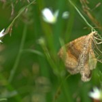 Серая бабочка спряталась в траве