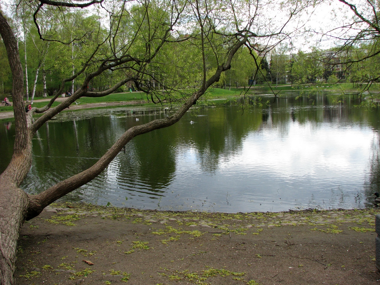 пруды в санкт петербурге