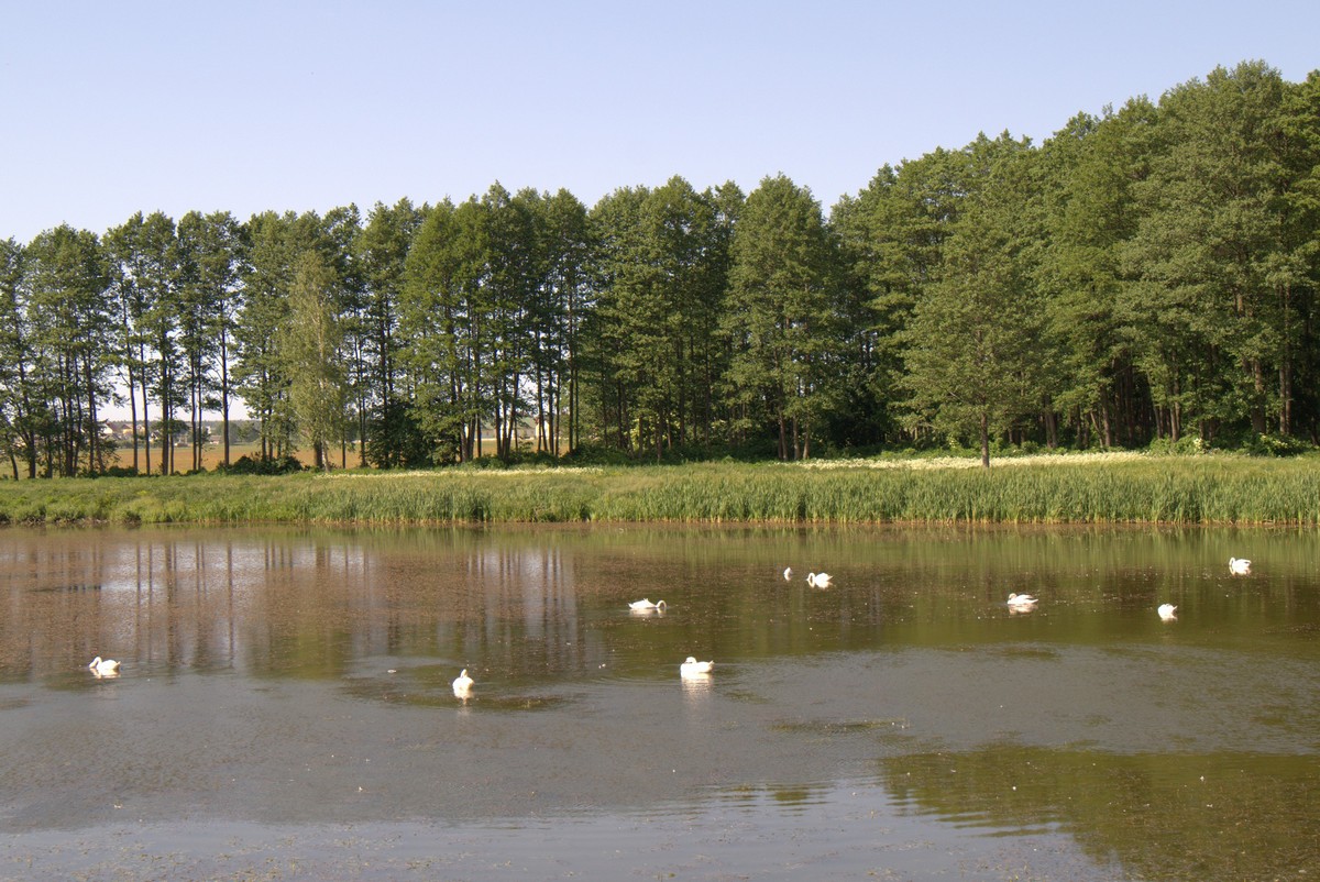 Лебеди на Замковом пруду в Несвиже.