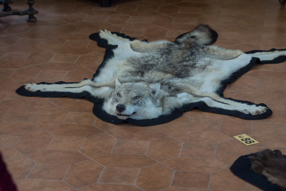 В музее Мирского замка. Шкура волка.
