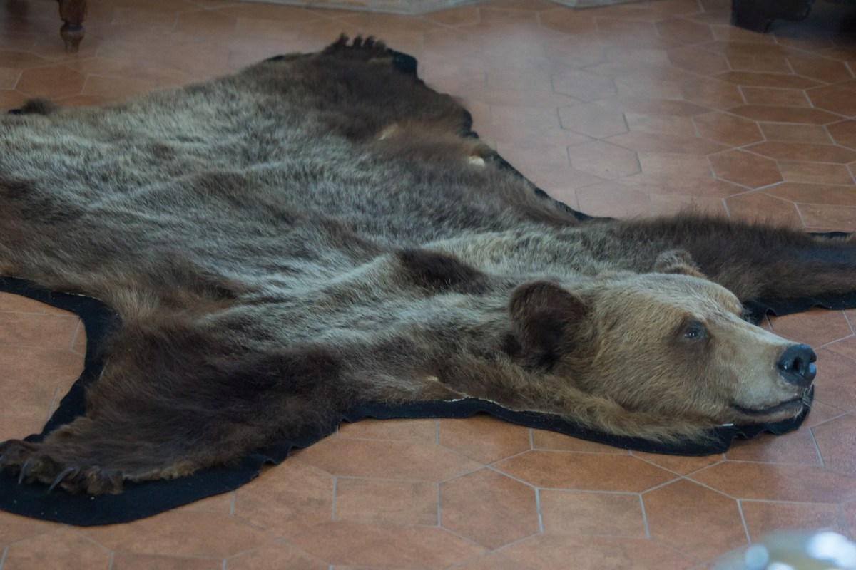 В музее Мирского замка. Шкура медведя.