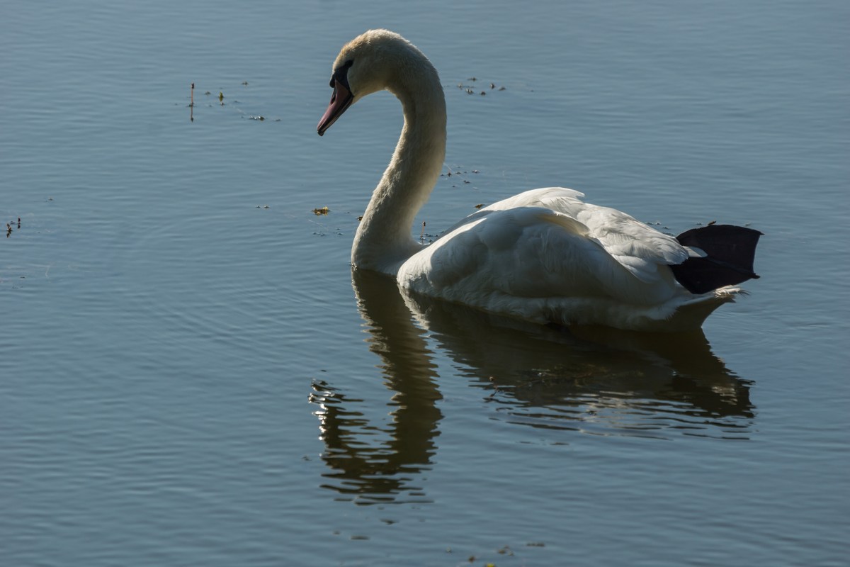 Лебедь на озере у Несвижского замка.