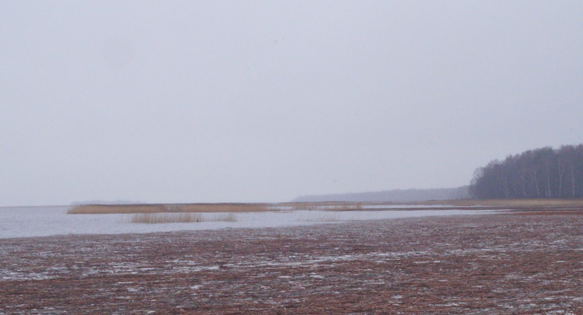 Декабрь. Ольгино. На побережье Финского залива.