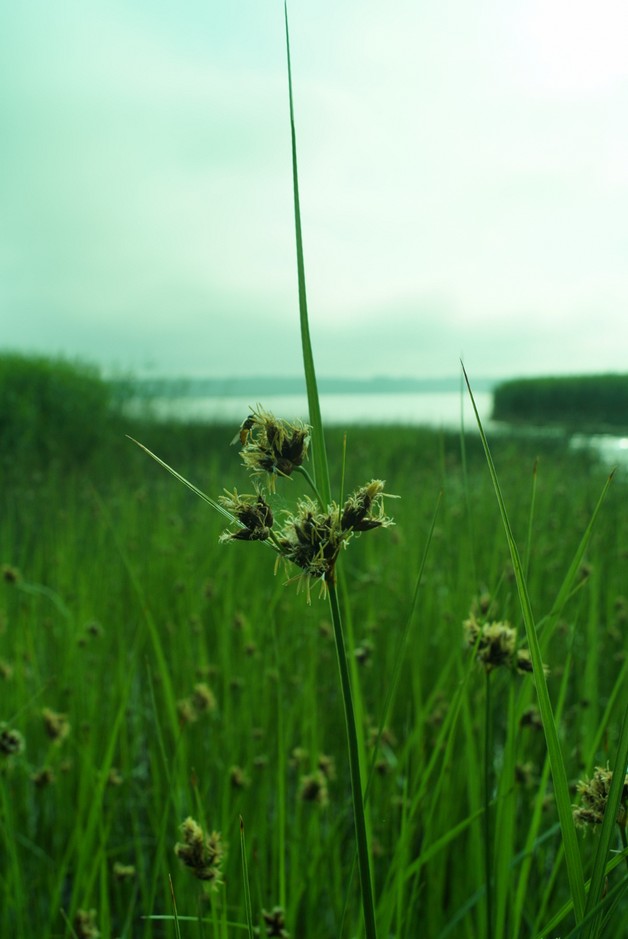 На Финском заливе в Глебычево. Прибрежные растения.