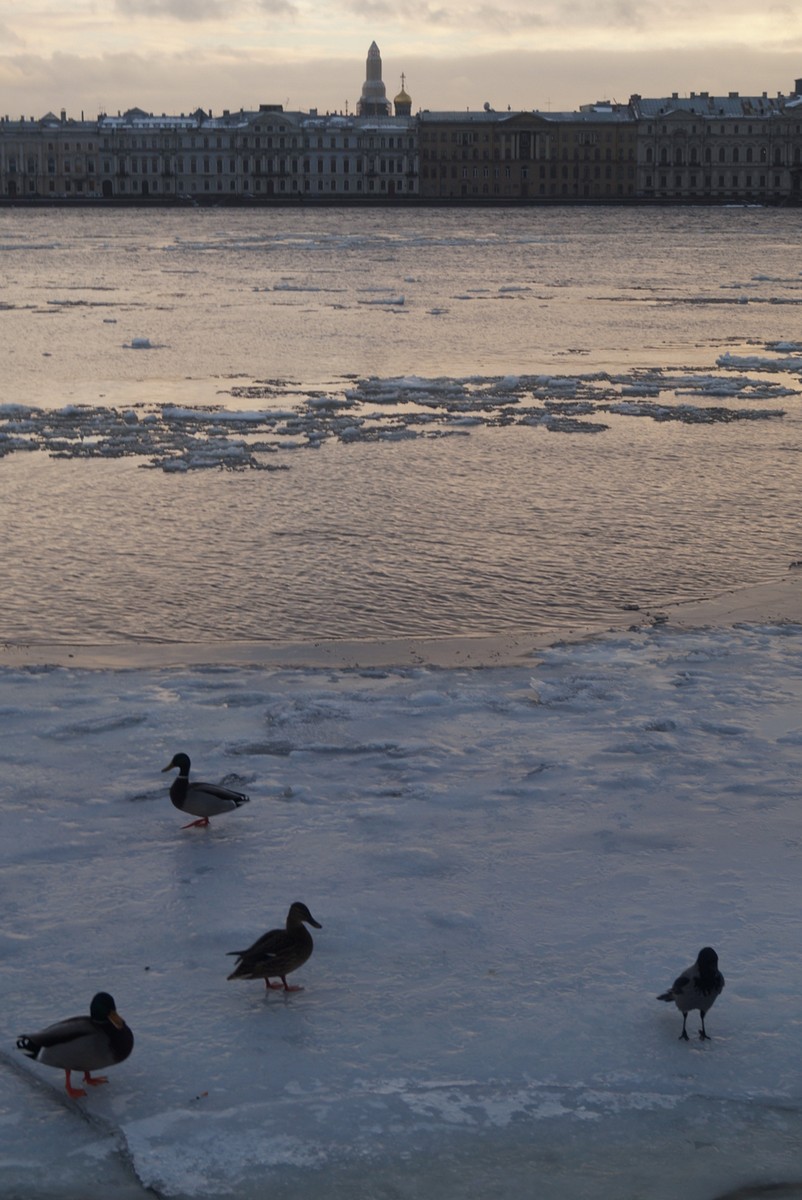 В Петропавловке. На Комендантской пристани. Утки и вороны на льду в ожидании угощения.