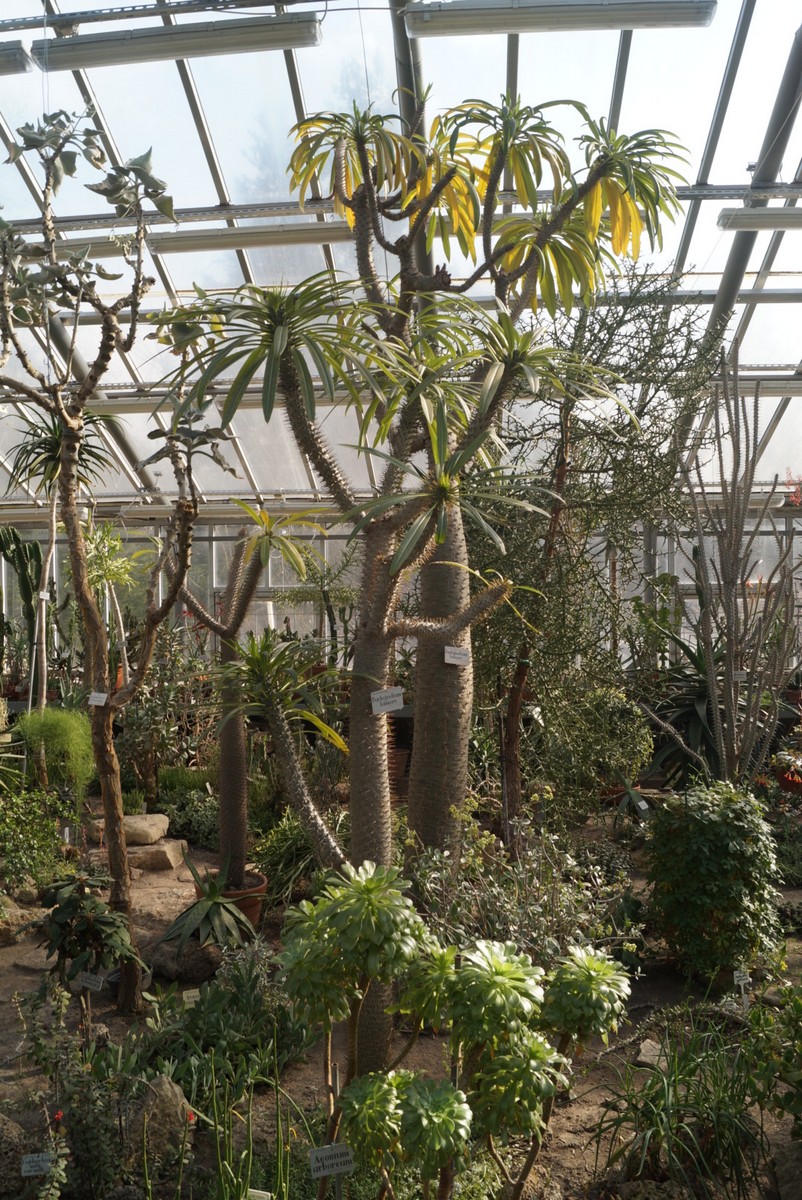 Оранжерея Ботанического сада. Тропики. Пустыни. Бутылочное дерево.