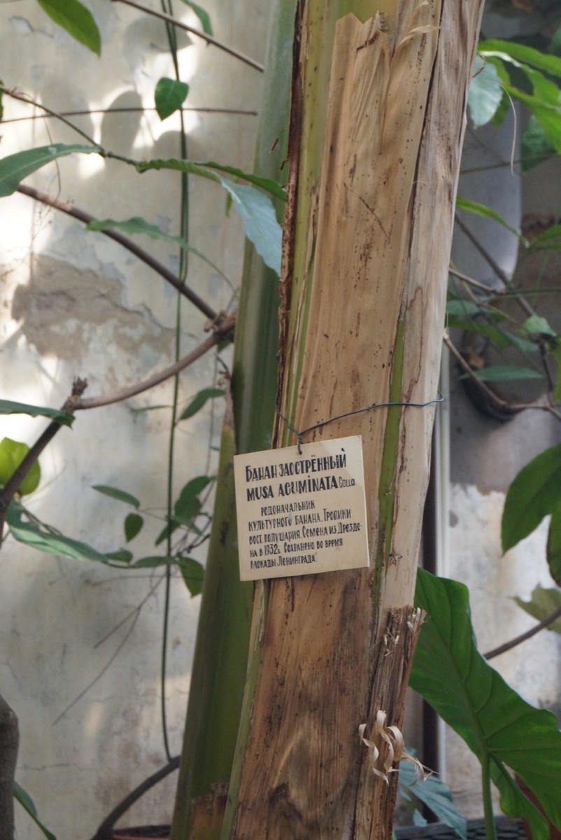 Ботанический сад. Обманчиво древесный ствол Банана.