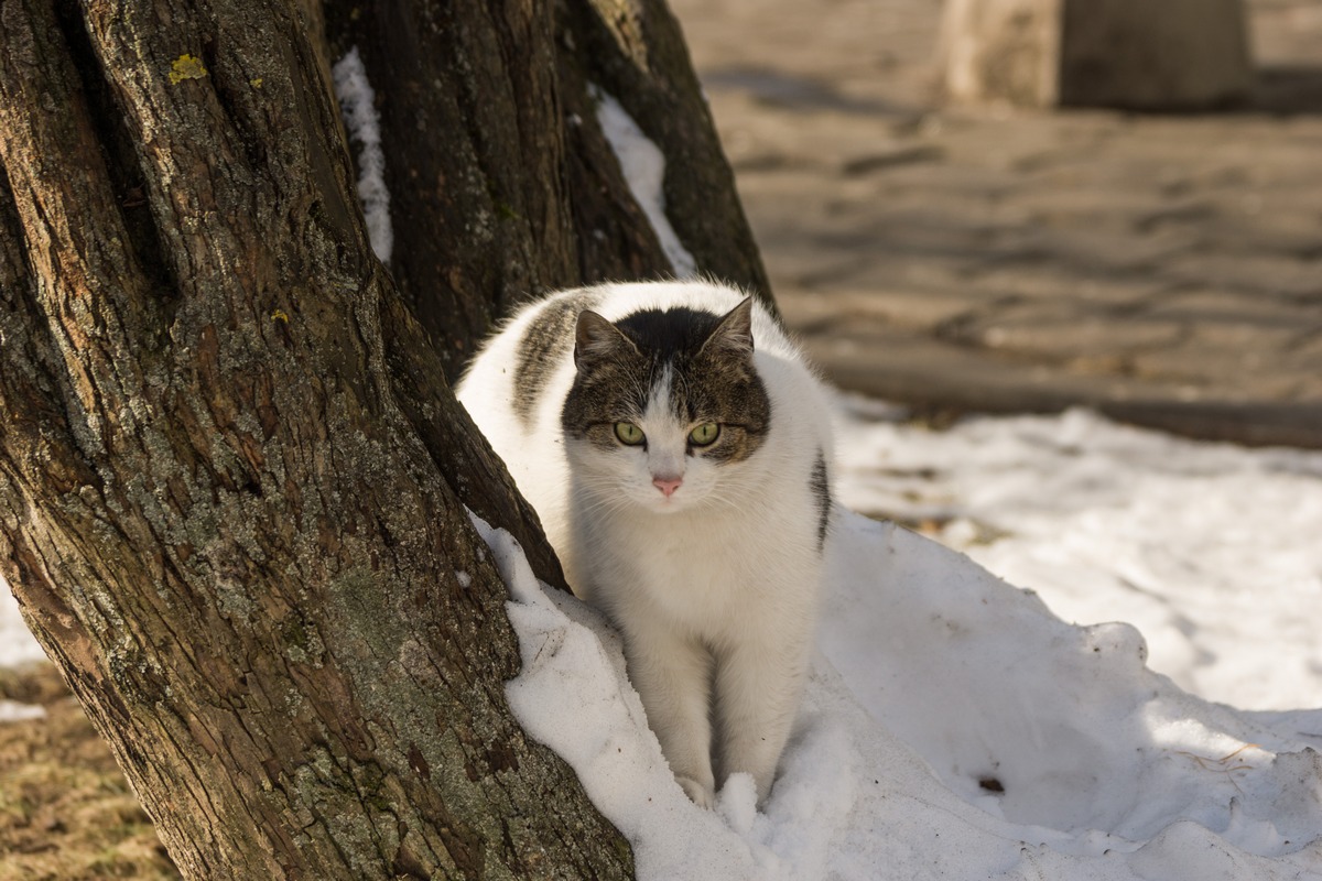 Рига. На площади Ливов. Кот, солнце, снег и дерево.