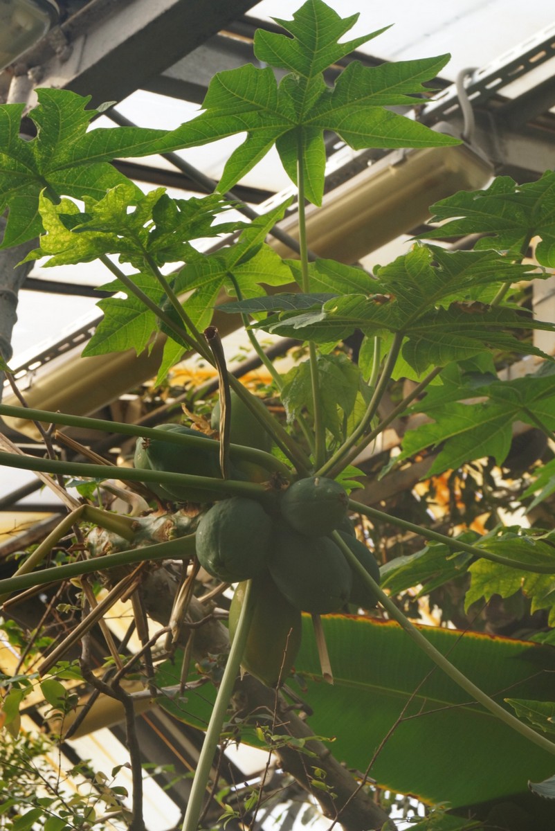 Ботанический сад. Плоды папайи.