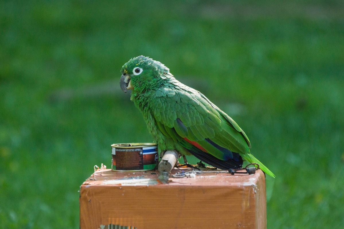 Новгород. В Кремлевском парке. Зеленый попугай на зеленом фоне.