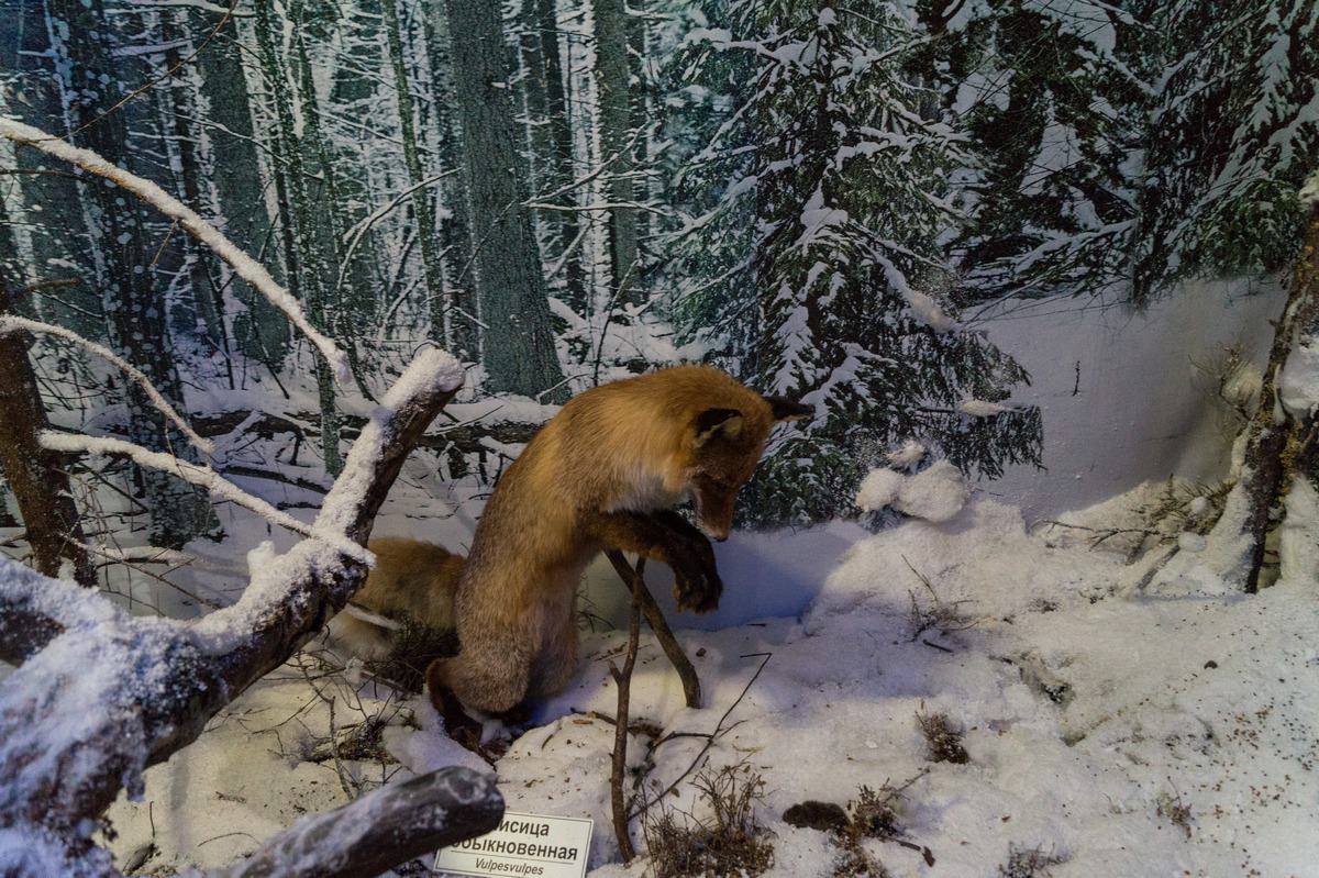 Беловежская пуща. В Музее природы. Зима, лисица обыкновенная.