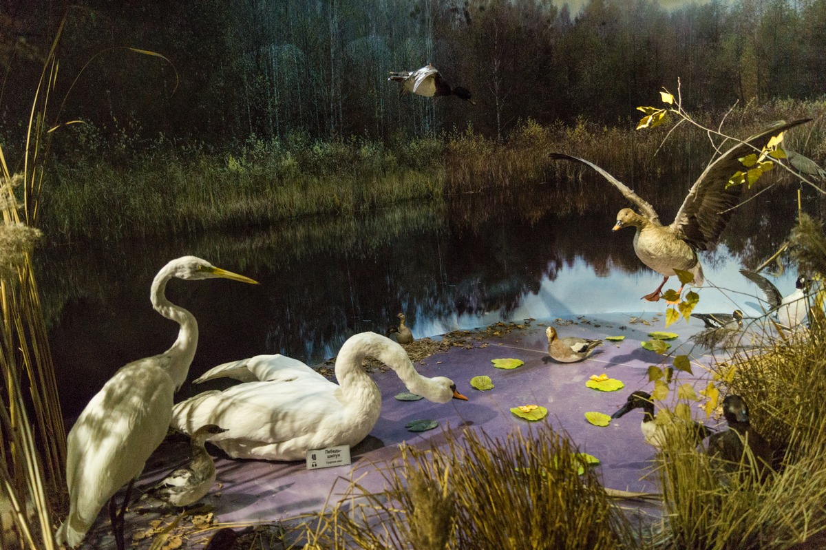 Беловежская пуща. В Музее природы. Водоплавающие птицы.