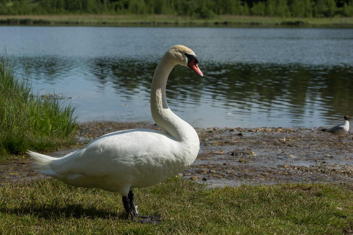 Изборск. Лебедь на берегу у Городищенского озера.