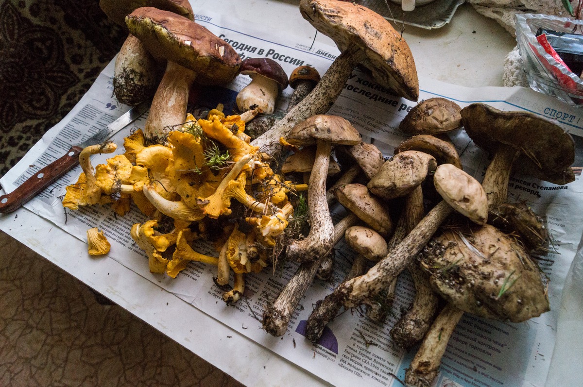 Первый ощутимый грибной урожай из Выборгского района.