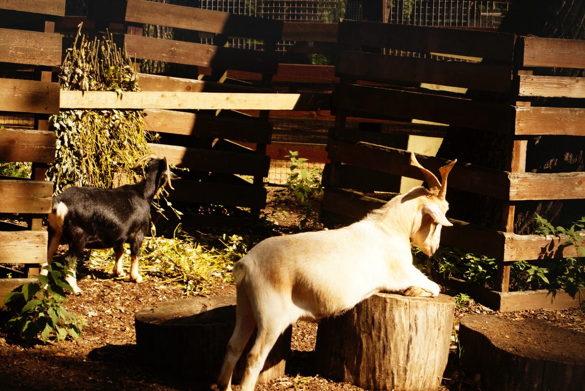 На Елагином острове. Мини-зоопарк. Камерунские козы.