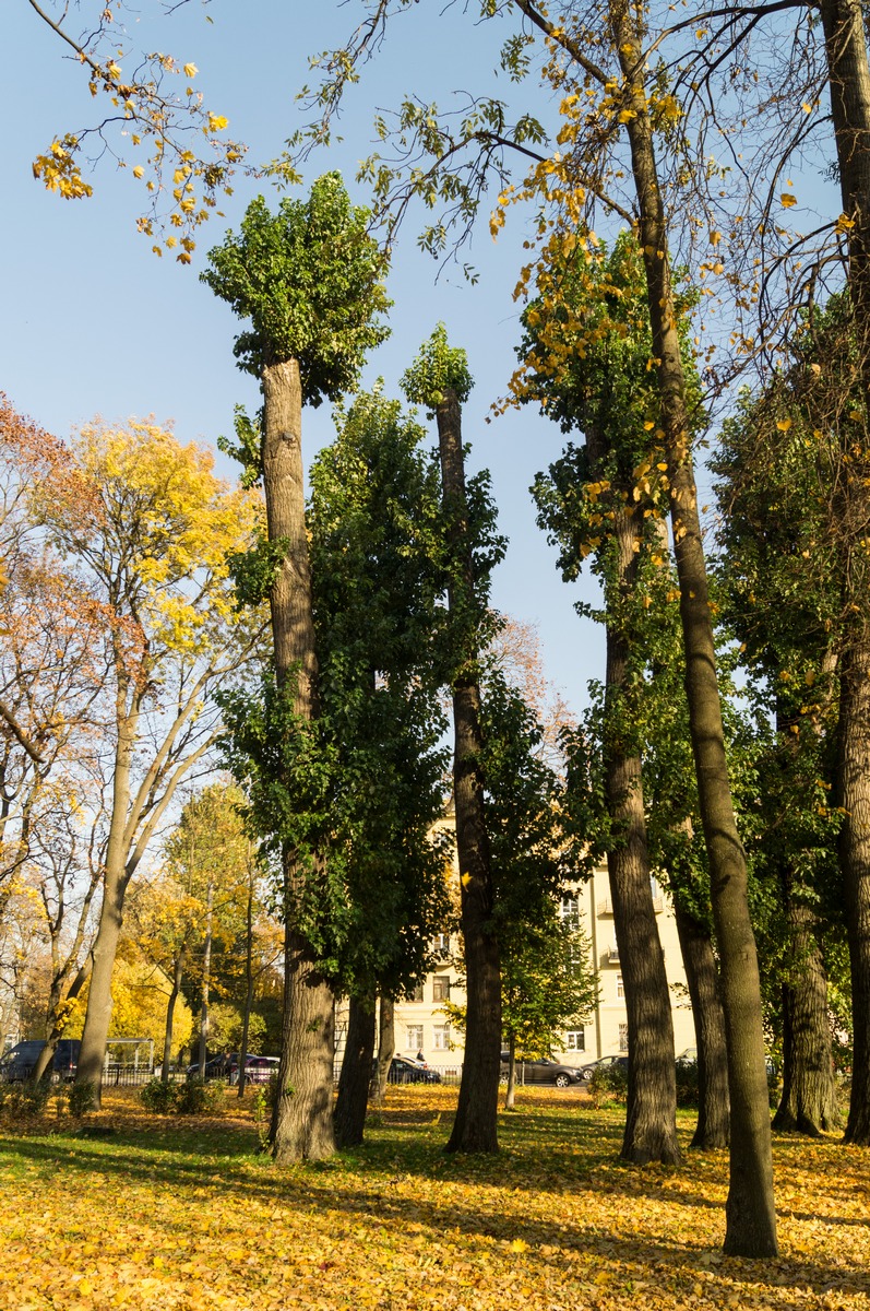 Осень в Вяземском саду.