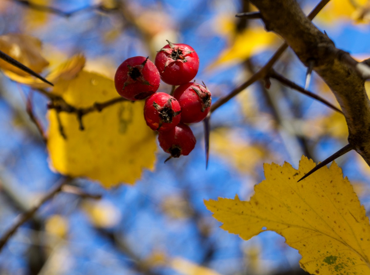 Осень в Вяземском саду. Ягоды боярышника.