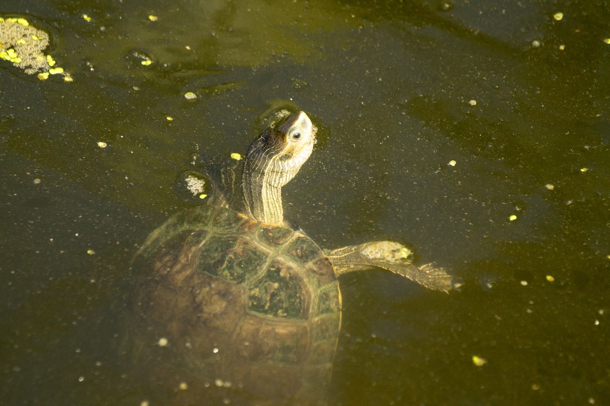 Турция. Чамьюва. На канале. Черепаха в воде.