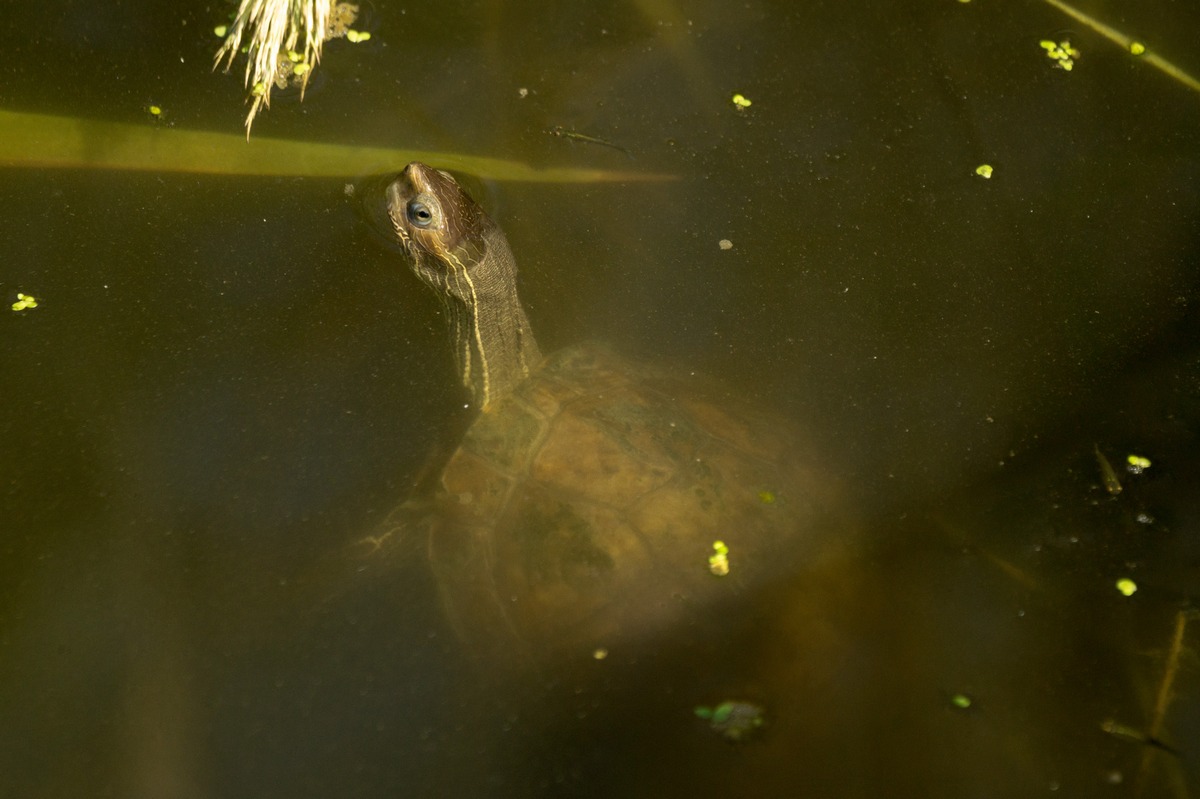 Турция. Чамьюва. На канале. Голова черепахи.