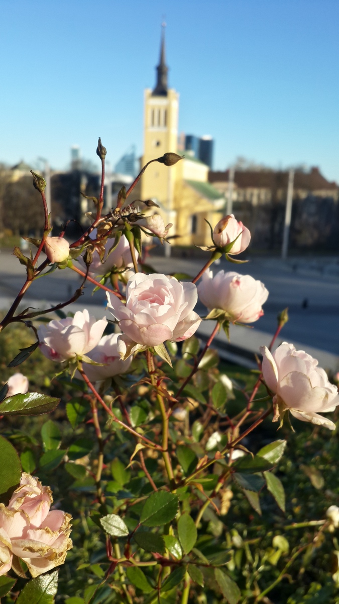 Таллин. Ноябрьские розочки у площади Свободы. Вид на Иоанновскую церковь.