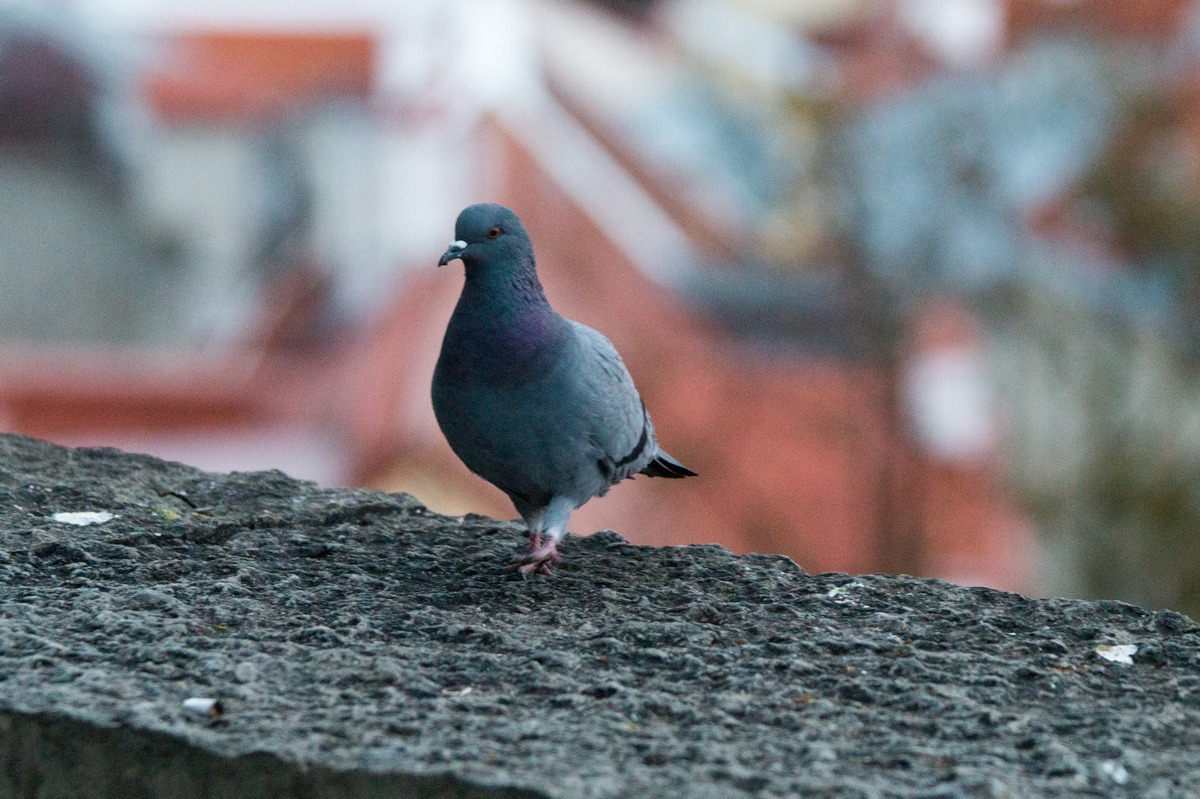 Таллин. Элегантный голубь на смотровой площадке. 