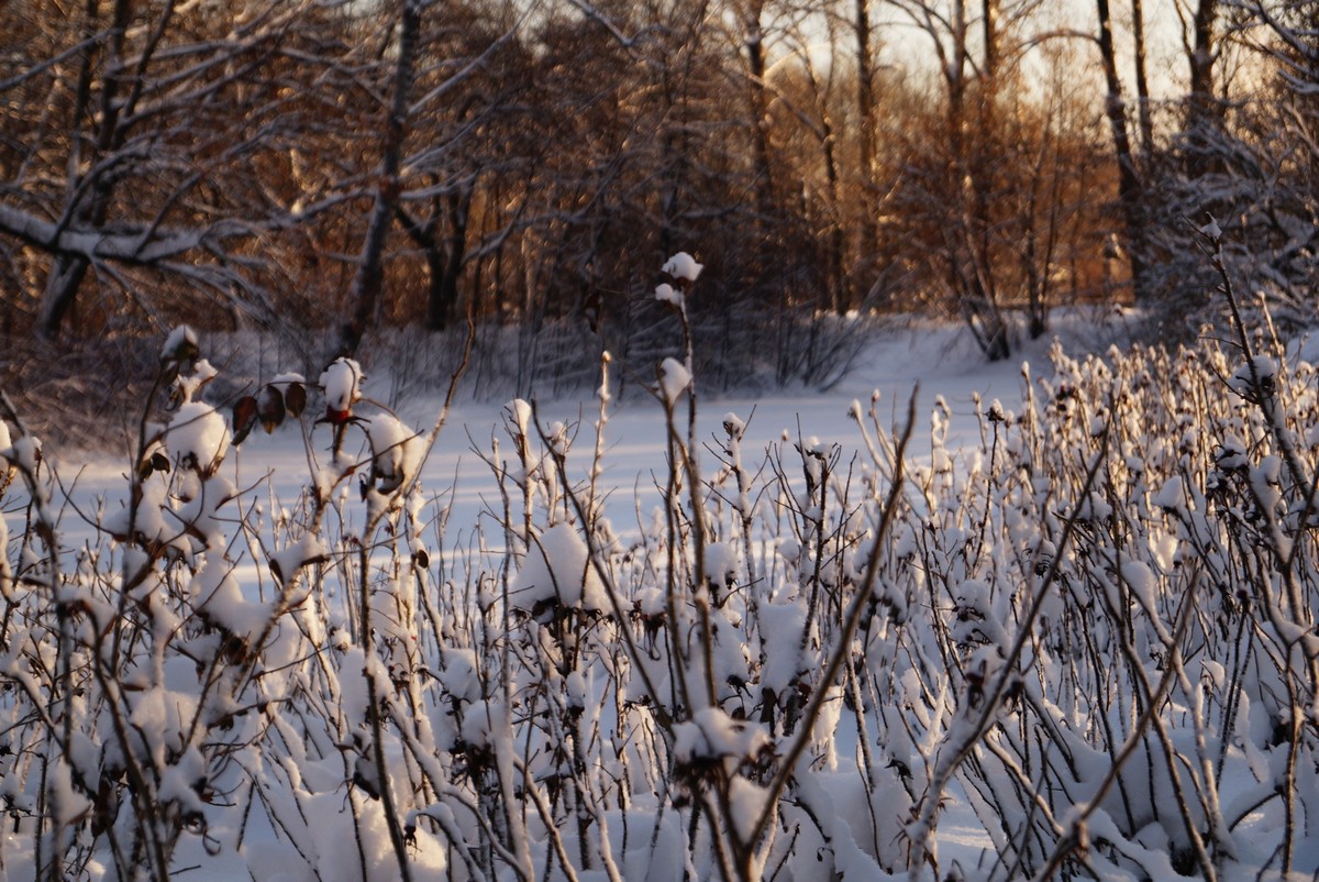 Морозный январь в Московском парке Победы.