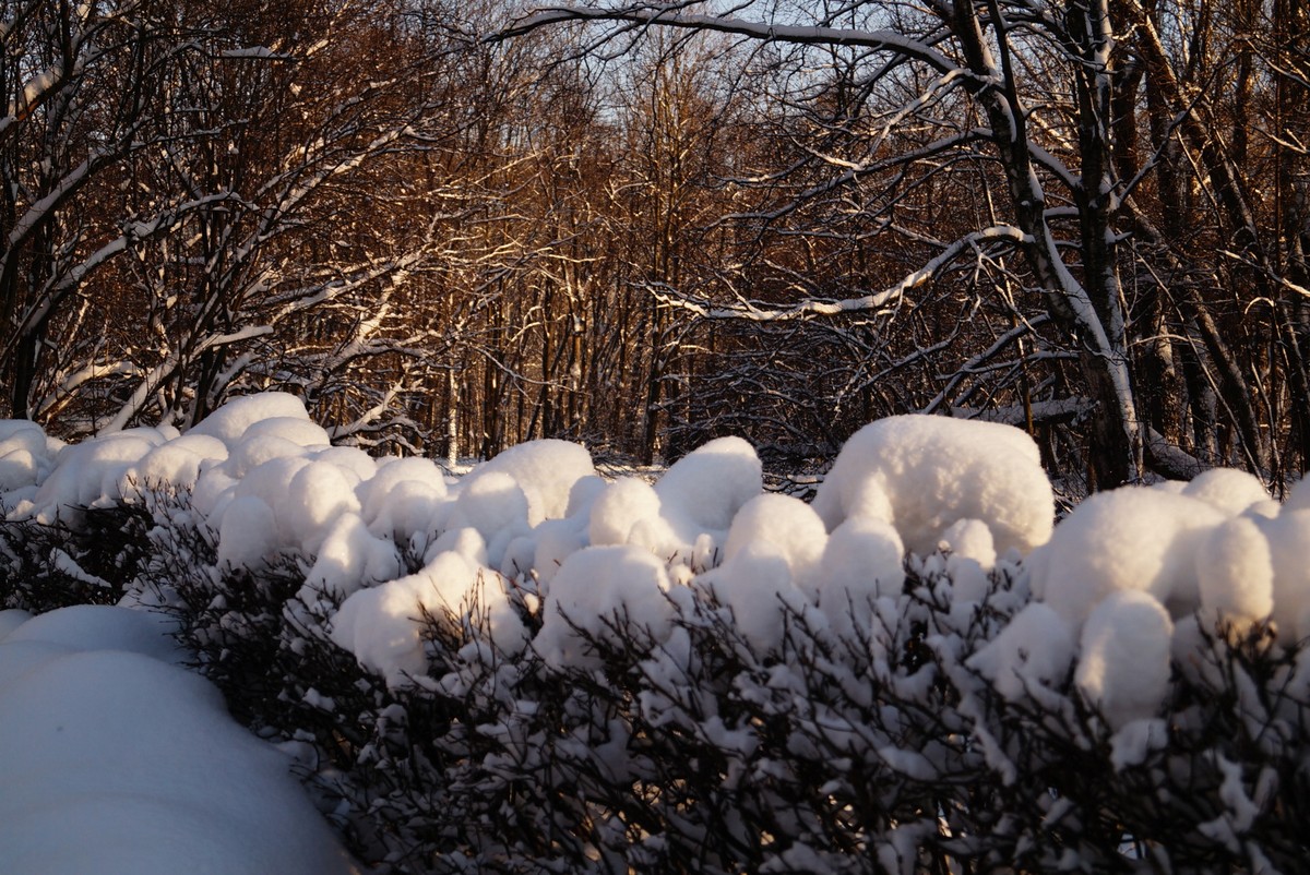 Морозный январь в Московском парке Победы. Кусты в ожидании садовников с секаторами.