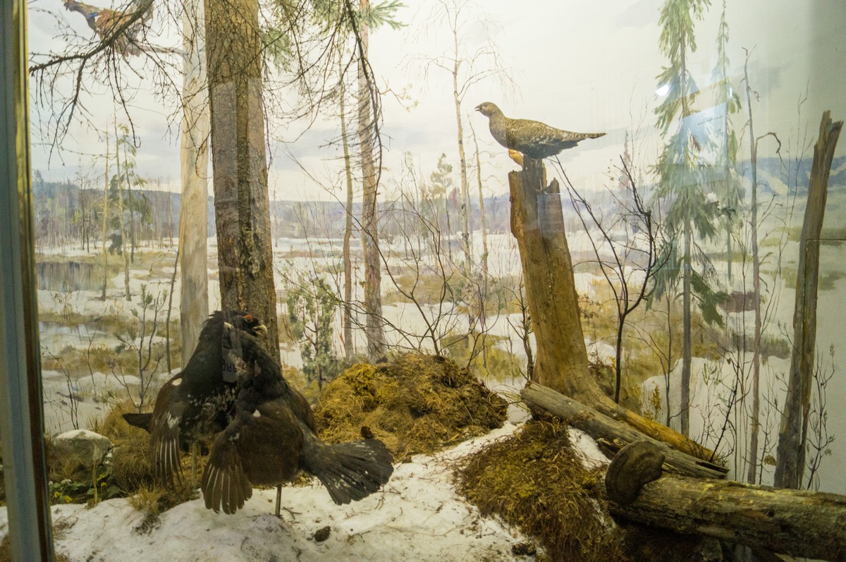 Выборгский замок. Экспозиция "Природа Карельского перешейка". Тетерева у болота в лесу.