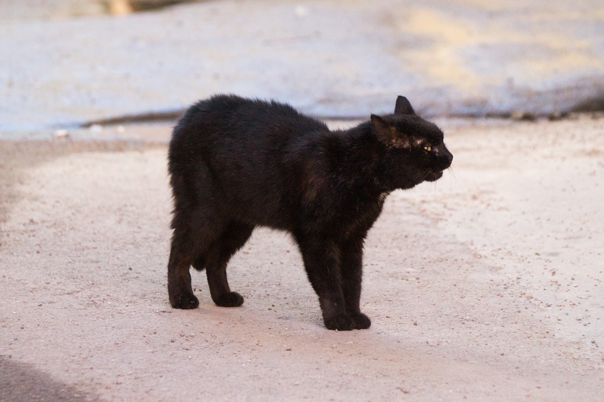В Выборгском замке. Черный кот.