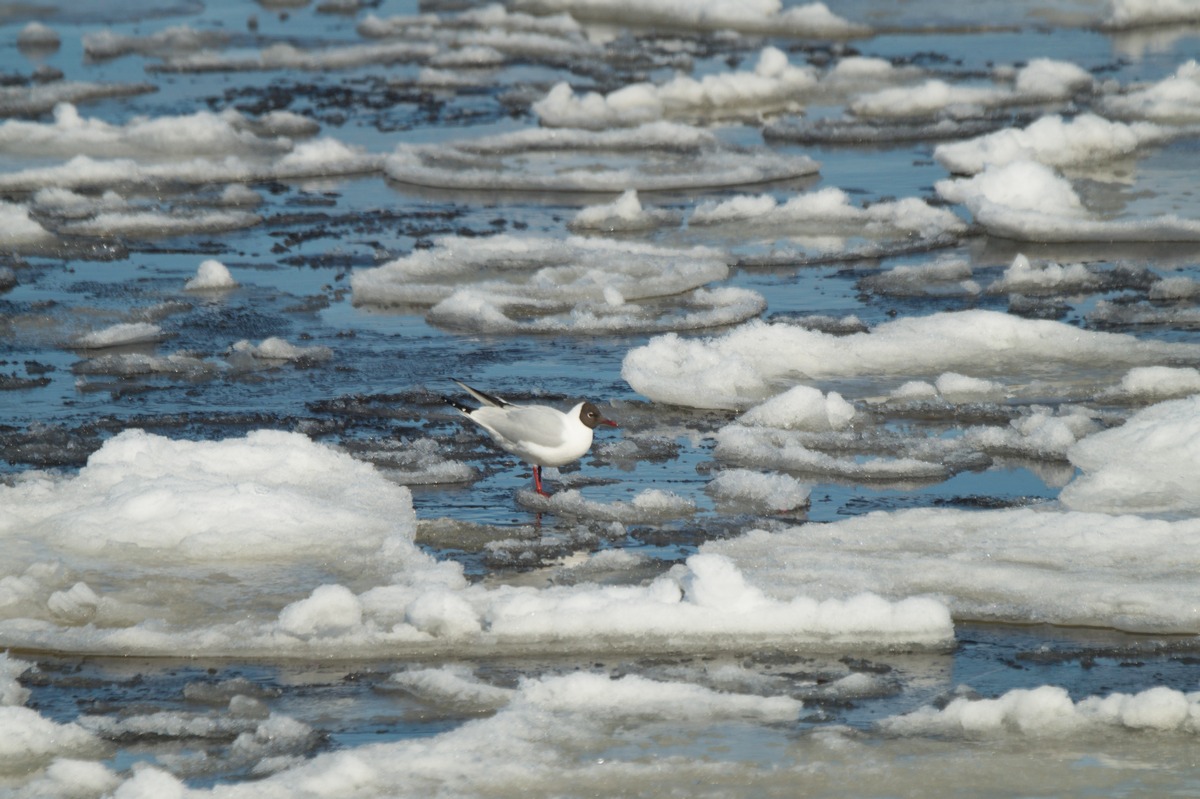 Сестрорецк. Парк "Дубки". На берегу Финского залива. Чайка во льдах.